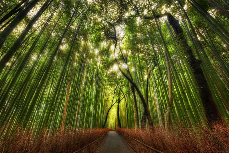 غابات الخيزران في اليابان Image